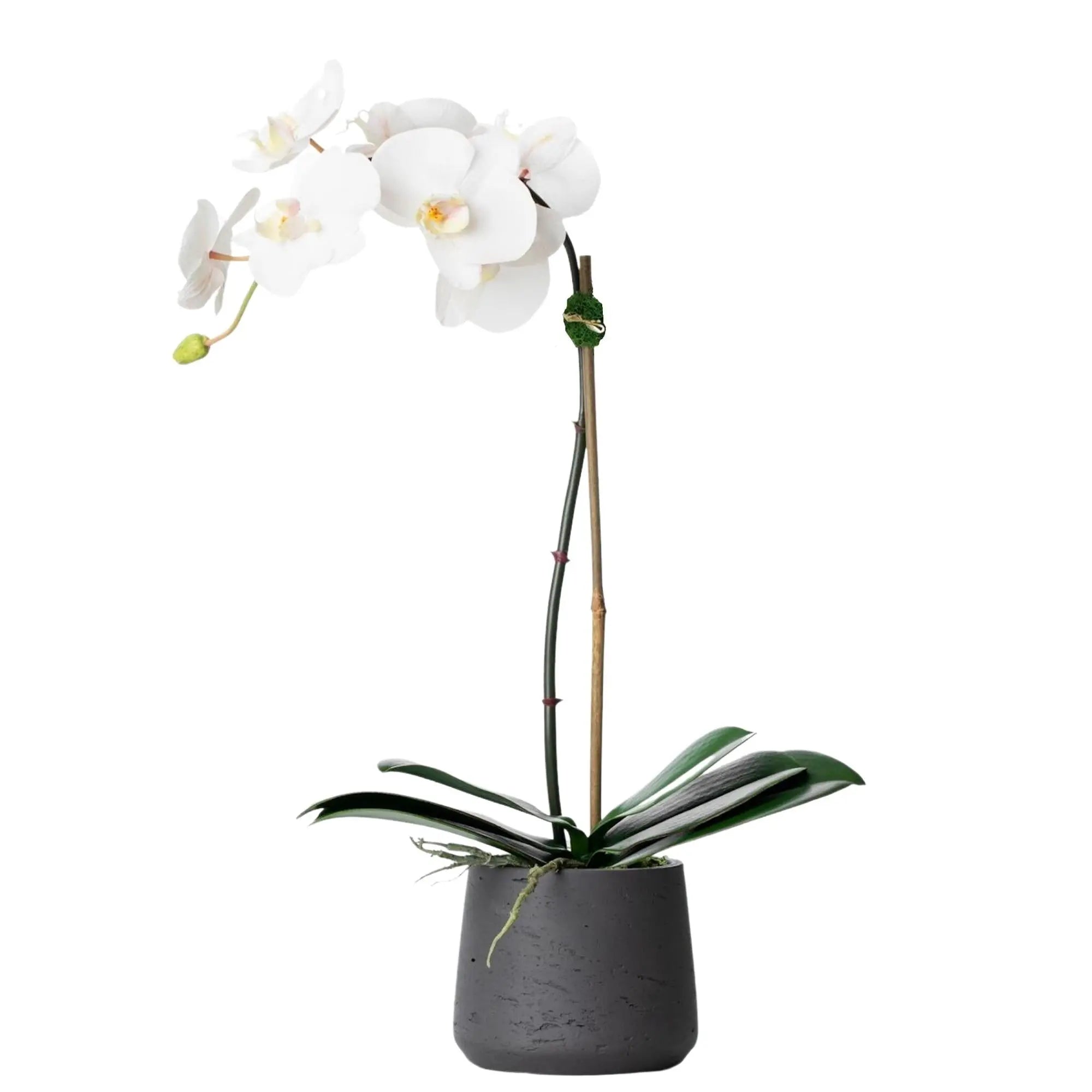 Faux Potted Orchid Plant - White Phalaenopsis Orchid in Black Pot - 21
