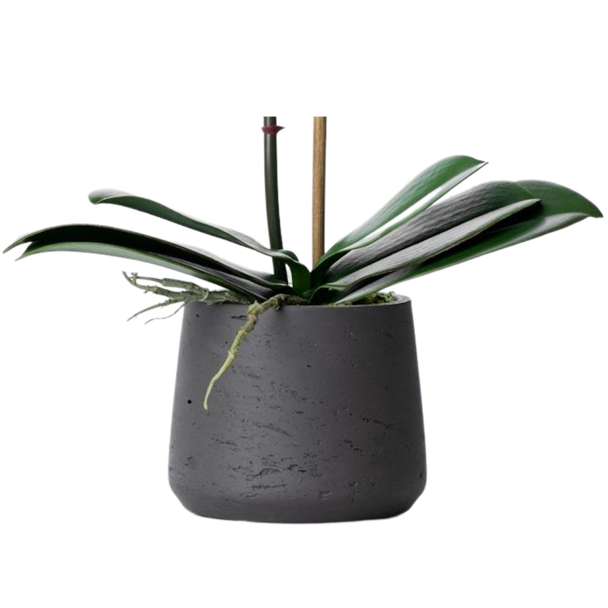 Faux Potted Orchid Plant - White Phalaenopsis Orchid in Black Pot - 21