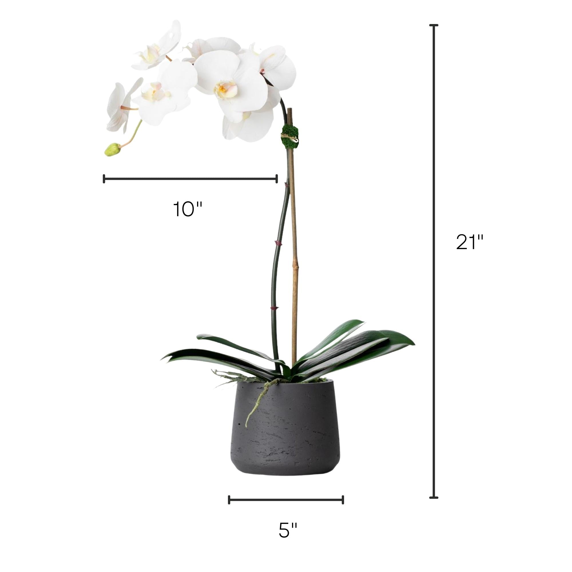 Faux Potted Orchid Plant - White Phalaenopsis Orchid in Black Pot - 21